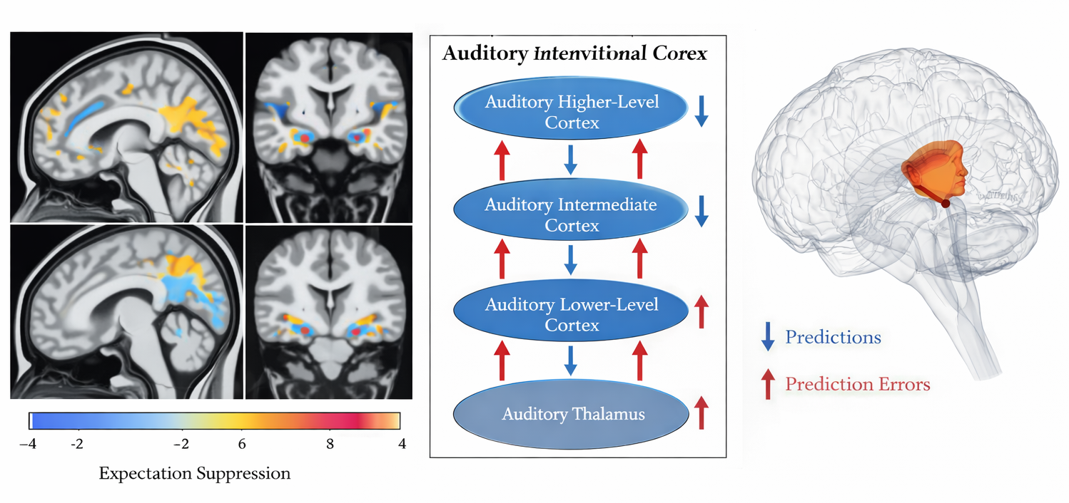 Neuroimaging results showing expectation suppression regions across sensory modalities, dynamic causal modeling architecture, and anterior insular cortex activation