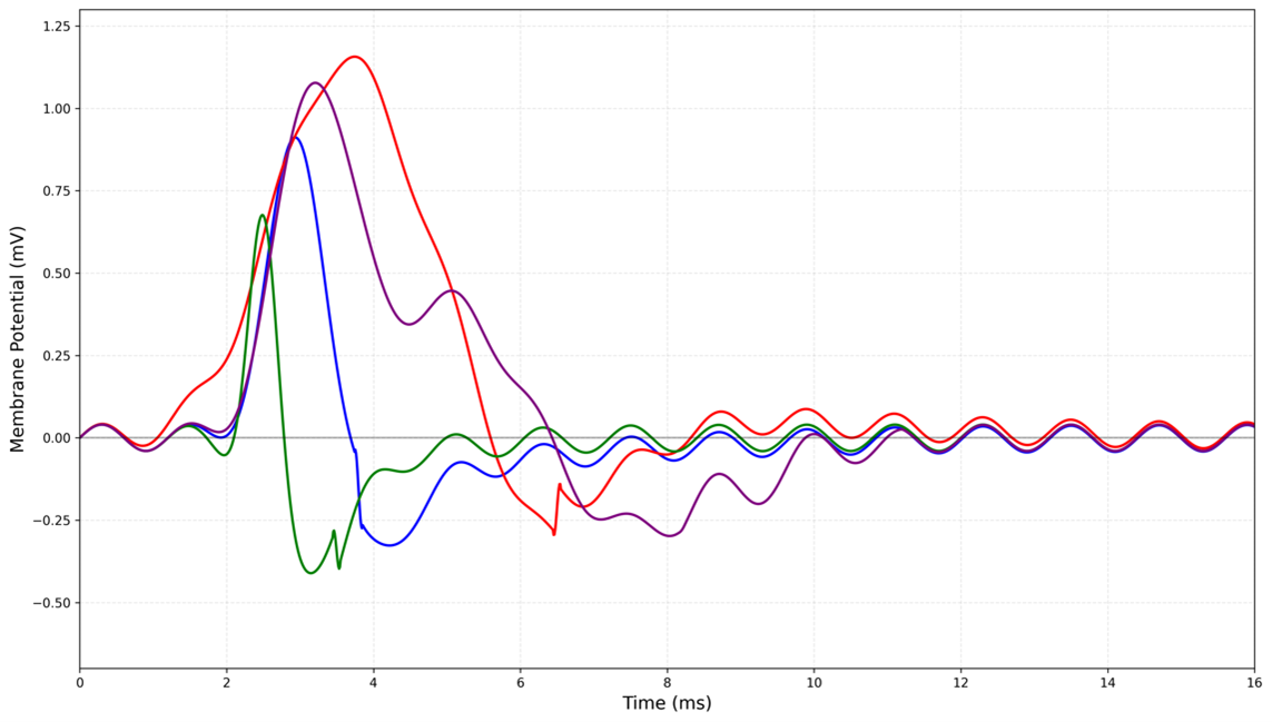 Action potential waveform variability